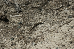 Morethia lineoocellata