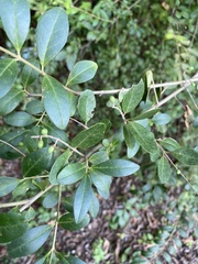 Ligustrum sinense