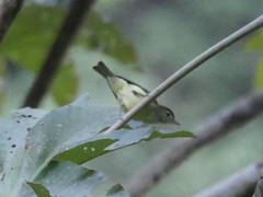 Vireo leucophrys