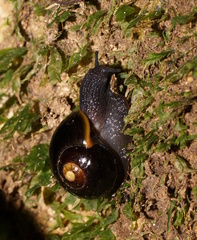 Victaphanta compacta