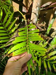 Freycinetia cumingiana