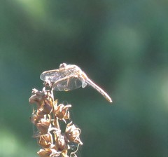 Sympetrum pallipes