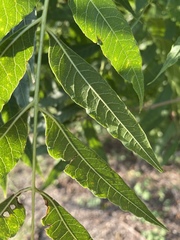 Pistacia chinensis