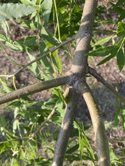 Pistacia chinensis