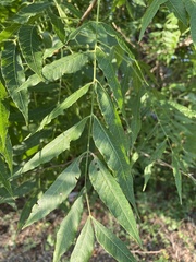 Pistacia chinensis
