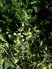 Stellaria littoralis