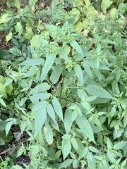 Liriomyza carphephori