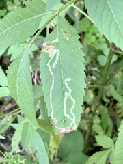Liriomyza carphephori