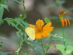 Pyrisitia dina westwoodi