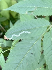 Liriomyza carphephori