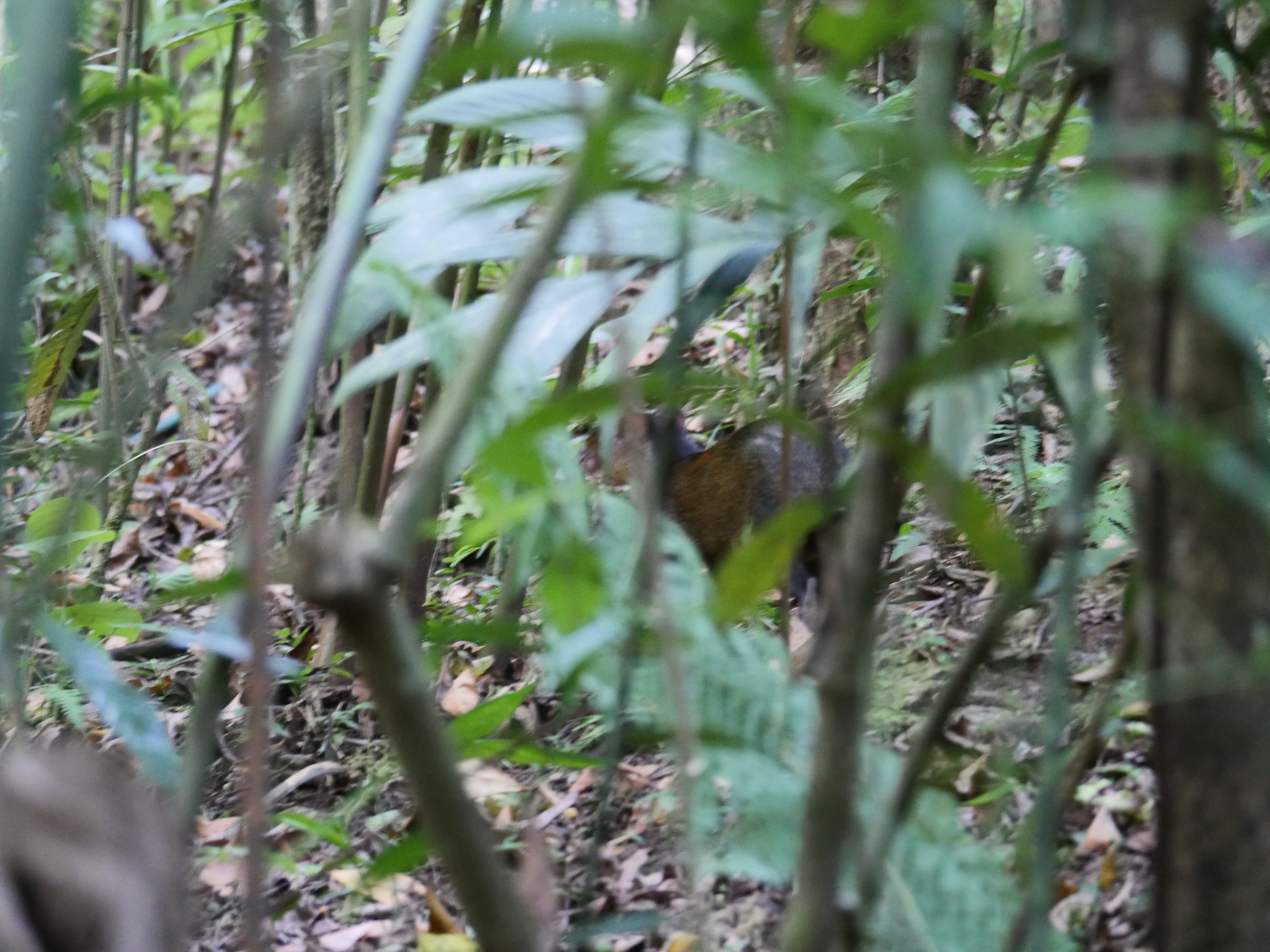 Kalinowski's Agouti photo 5