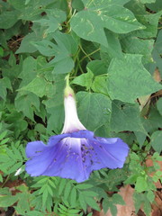 Ipomoea laeta