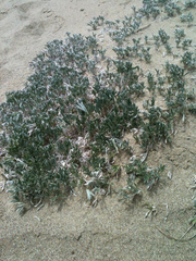 Lupinus tidestromii