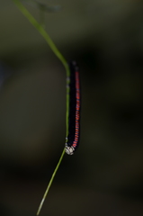 Oraesia nobilis