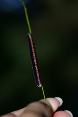 Oraesia nobilis