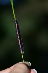 Oraesia nobilis