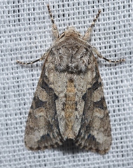 Achatia distincta