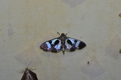 Desmia bajulalis