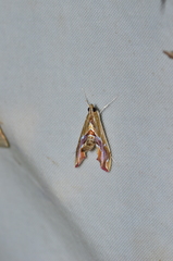 Agathodes designalis