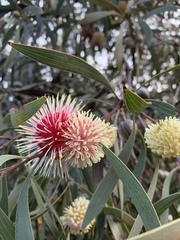 Hakea laurina