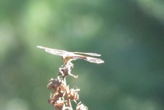 Sympetrum pallipes