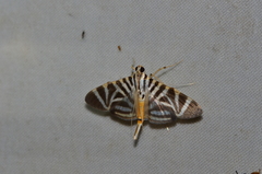 Spilomela perspicata