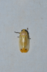 Sinopia signata