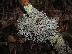 Pseudevernia