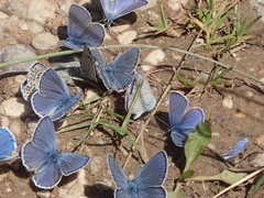 Kretania brethertoni