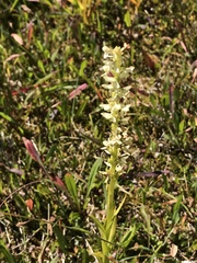 Platanthera stricta