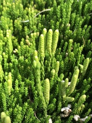 Diphasiastrum sitchense