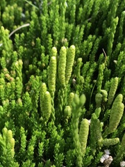 Diphasiastrum sitchense