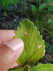 Fragaria vesca americana