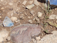 Kretania brethertoni