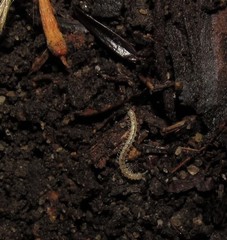 Chaetaspis albus