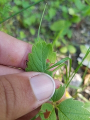 Fragaria vesca americana