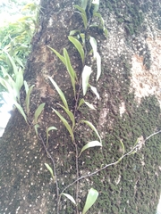 Pyrrosia adnascens