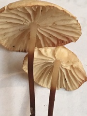 Marasmius delectans