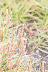 Plantago maritima juncoides
