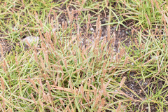 Plantago maritima juncoides