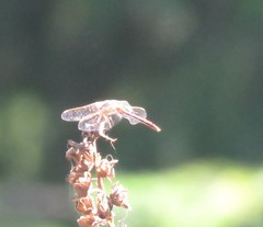 Sympetrum pallipes