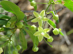 Blepharodon mucronatum