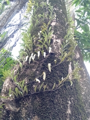 Pyrrosia adnascens