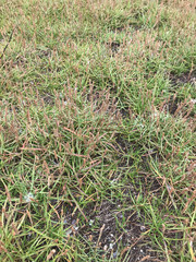 Plantago maritima juncoides