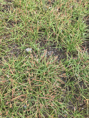 Plantago maritima juncoides