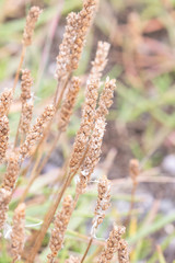 Plantago maritima juncoides