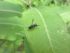 Parancistrocerus pensylvanicus