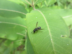 Parancistrocerus pensylvanicus