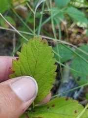 Fragaria vesca americana