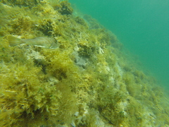 Sphoeroides lobatus